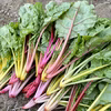 カラフルほうれん草スイスチャード 農薬・化学肥料不使用