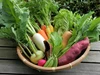 但馬の旬をお届け！採れたて野菜セット(農薬・化学肥料不使用)