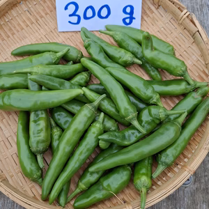 　季節限定！！　中辛青唐辛子(生)2025年新物