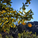 大村示宇 | 大村農園