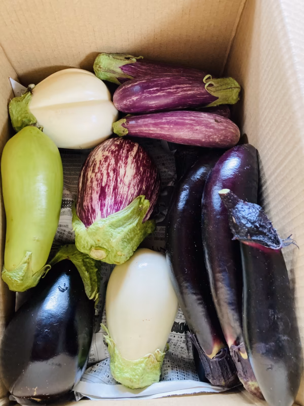 クール便　朝取りナス詰め合わせ　茄子詰め合わせ　2kg前後