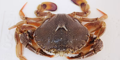 【ポケマルスタッフの「これ買いました」】岩手県・千葉豪さんのヘラ蟹