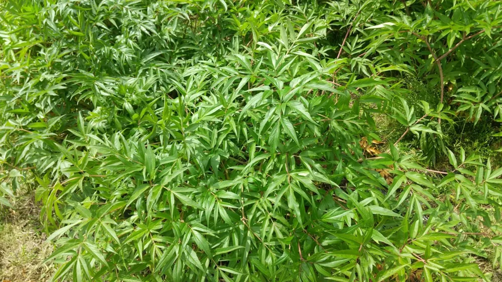 送料無料　「神の草　日本山人参茶」