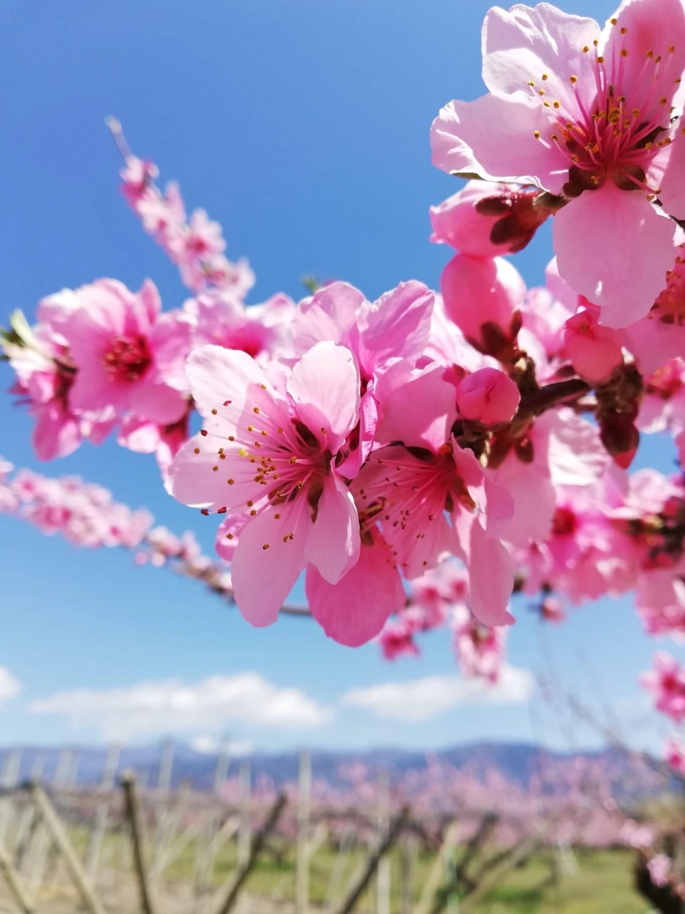 あまーい！樹上完熟！山梨県産白桃！