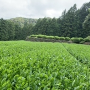 うれしの新茶《カックイー茶畑》障子岩2021