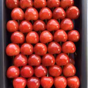 【クール便】贈答用 紅てまり 500g化粧箱 ハウスさくらんぼ 