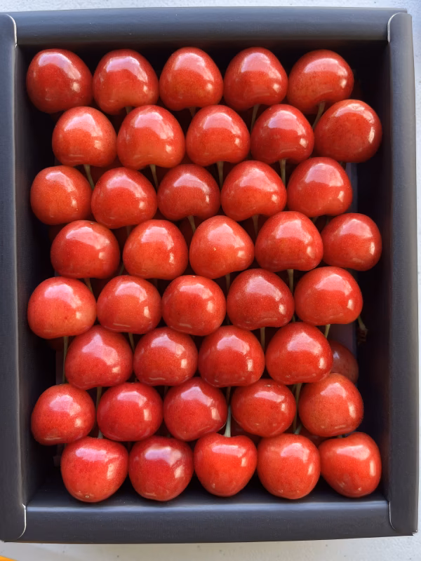 【クール便】贈答用 紅てまり 500g化粧箱 ハウスさくらんぼ 