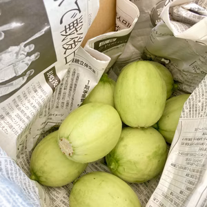 今だけ、希少！摘果メロン1.5kg　