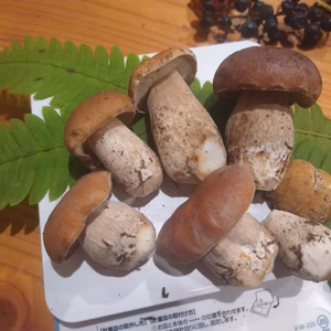 ◆今シーズン最後◆ニセコ産天然生ポルチーニ茸
