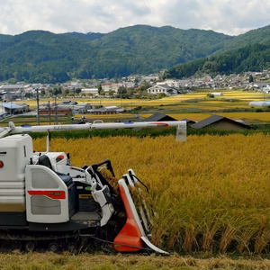米食味鑑定士が育てた“雪の米(コシヒカリ)”味.香り最高!