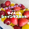 訳あり♡芳醇1キロつぶつぶ食べ比べ♡シャイン♡マイハート♡山形県産ぶどう