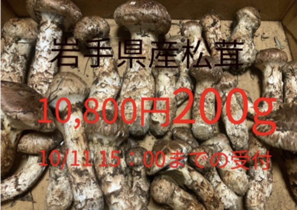 松茸 北海道 800g 特大サイズ
