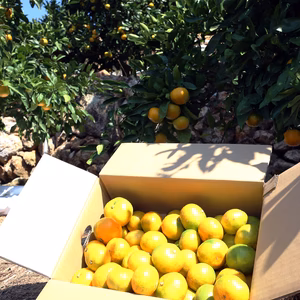 5kg　みかん(極早生)ゆら早生 5kg 数量限定です。