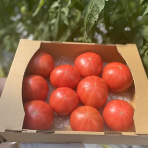 朝採りトマト〈レイキ〉