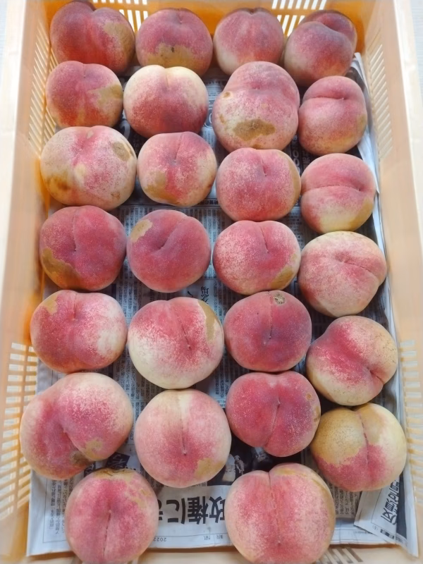 【B級品中のB級品】ハネ出し桃