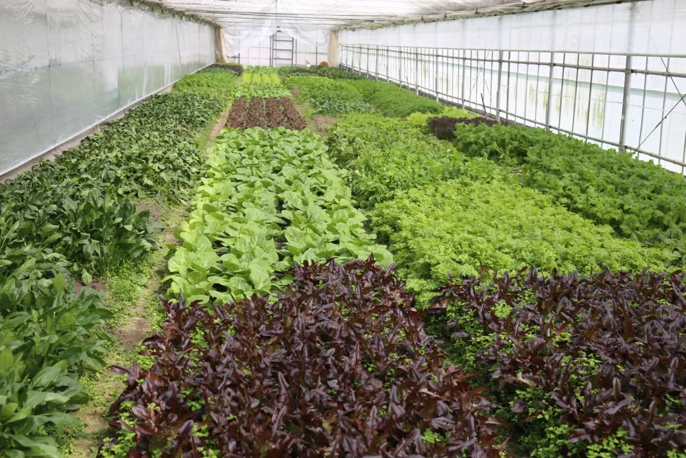 阿蘇蔵野菜5種盛りSセット