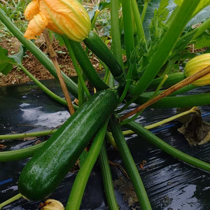 万能野菜！ズッキーニ2kg！