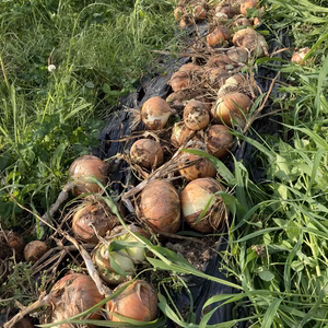 信州産 掘り上げ新玉ねぎ　5キロ