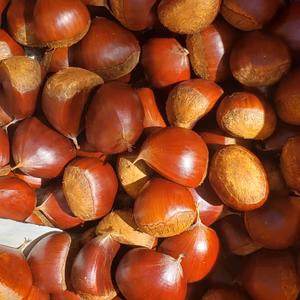 甘い熟成和栗 自然栽培 栗　農薬不使用　栗　くり
