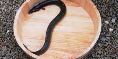 「う」のつく食材集めました！土用の丑の日特集