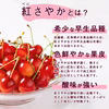 【送料無料】紅さやか さくらんぼ 500g｜山形県産・早生品種 M・Lサイズ混合