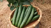 北海道の大地から★有機きゅうり★オーガニックきゅうり