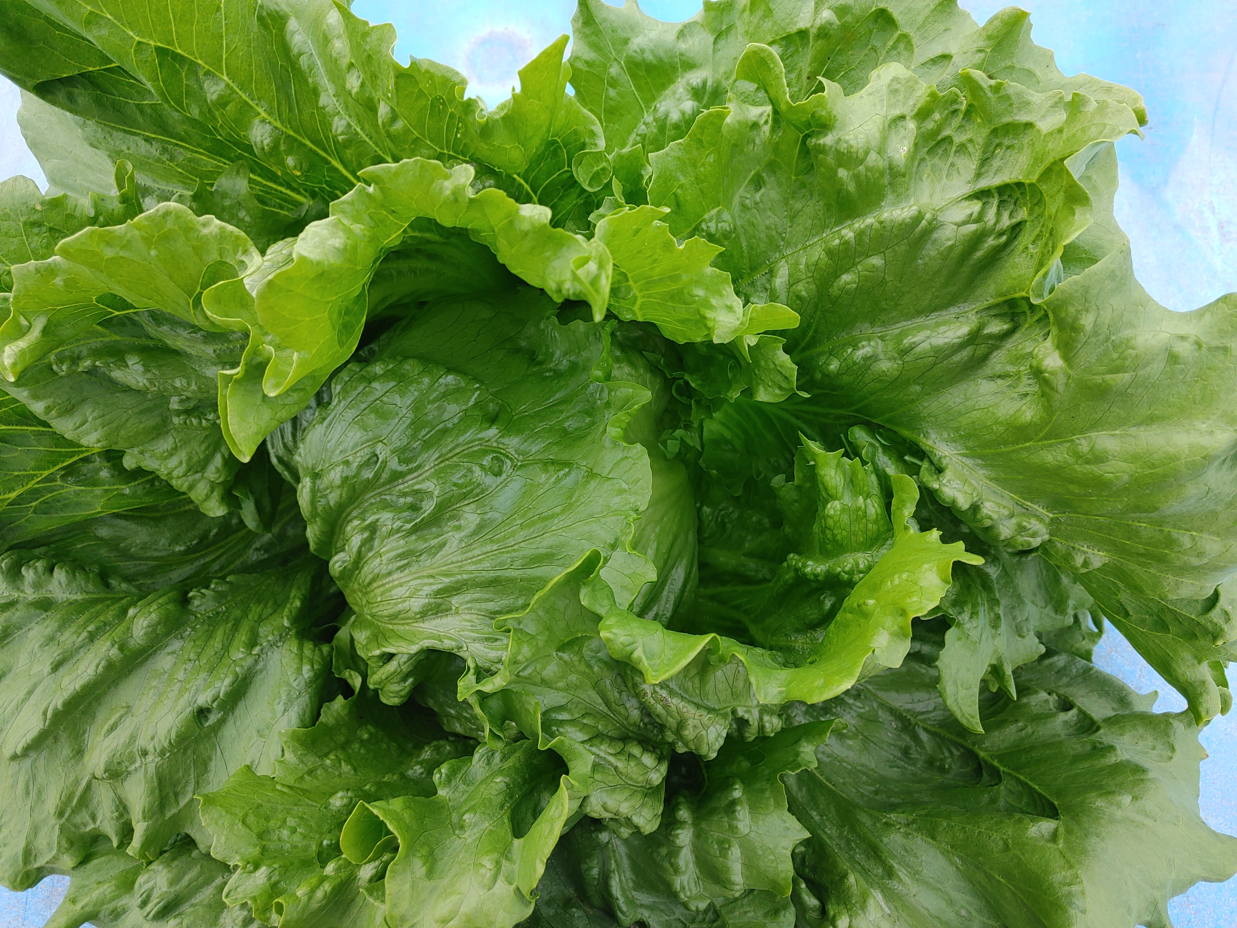 プチ野菜セット プチ野菜セット