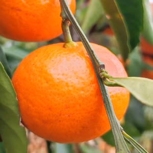 体が喜ぶ♪ 自然農法 “超熟”温州みかん　一口サイズ（農薬・肥料一切不使用）