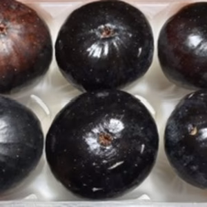 ビオレソリエス　10月以降の予約販売