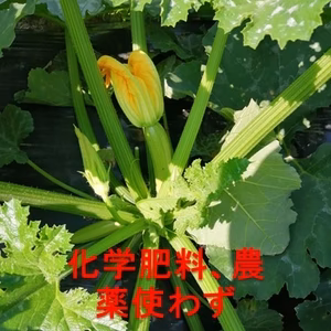 ズッキーニ野菜セット