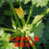 ズッキーニ野菜セット