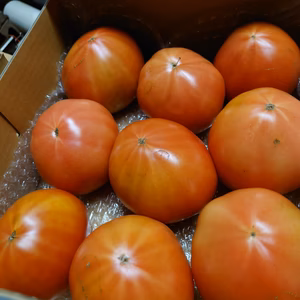 採りたてトマト