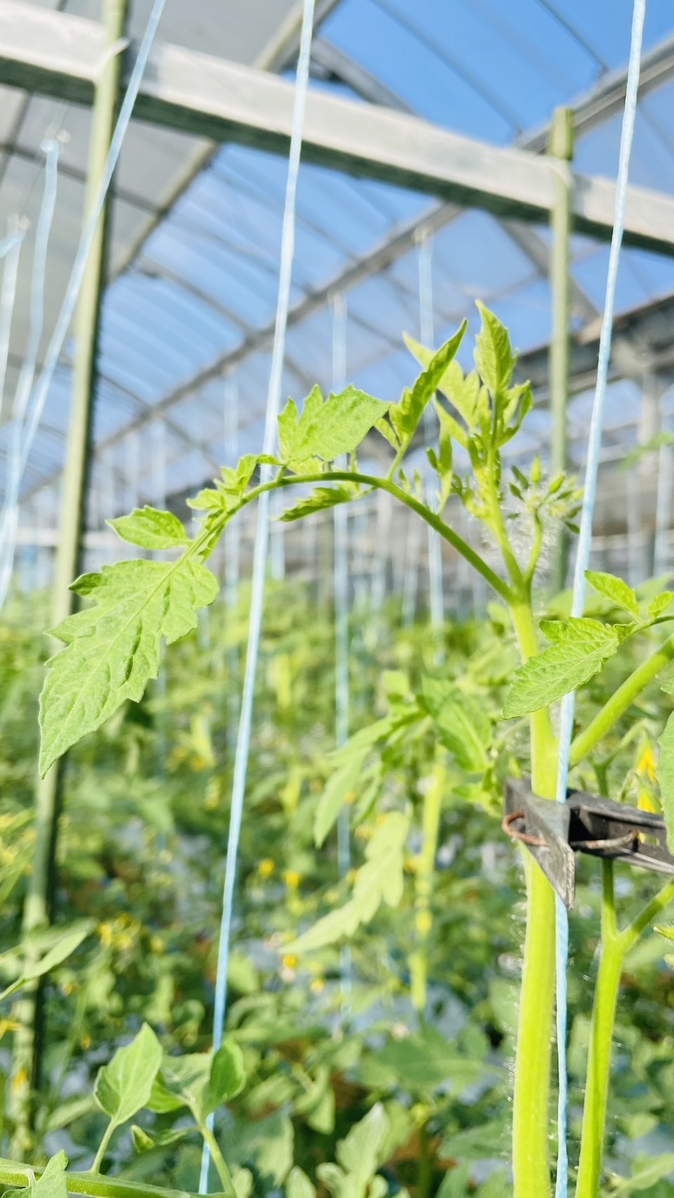 ミニトマト 1.8kg 野菜 熊本産 弁当 ミネラル リコピン 産地直送 おかず｜野菜の商品詳細｜ポケットマルシェ｜産直(産地直送)通販 - 旬の果物・ 野菜・魚介をお取り寄せ