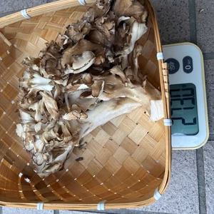 天然舞茸　210グラム　早い者勝ち限定1箱