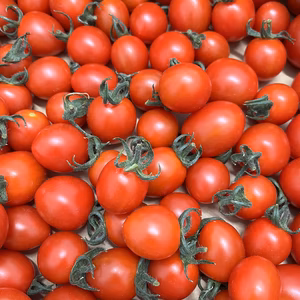 きらりFARMのミニトマト