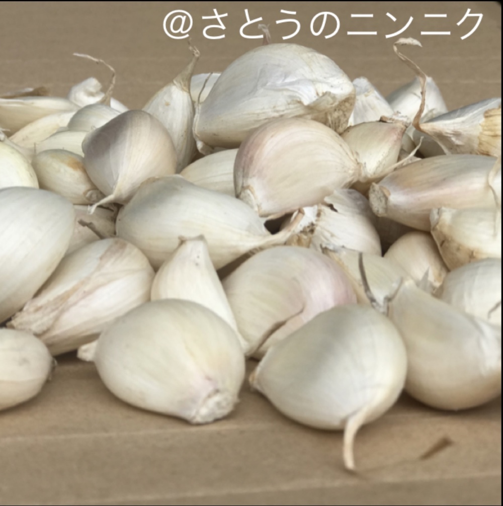 天日干し にんにくバラ 400g 大中小混載 農家漁師から産地直送の通販 ポケットマルシェ