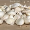 【天日干し】にんにくバラ 400g  大中小混載