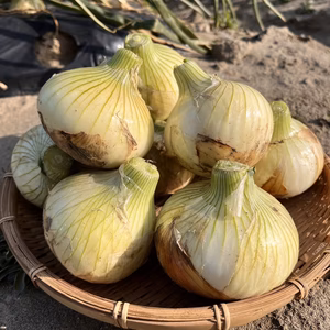 （特別栽培）甘み濃厚！浜松産フレッシュ新玉ねぎ2㎏～