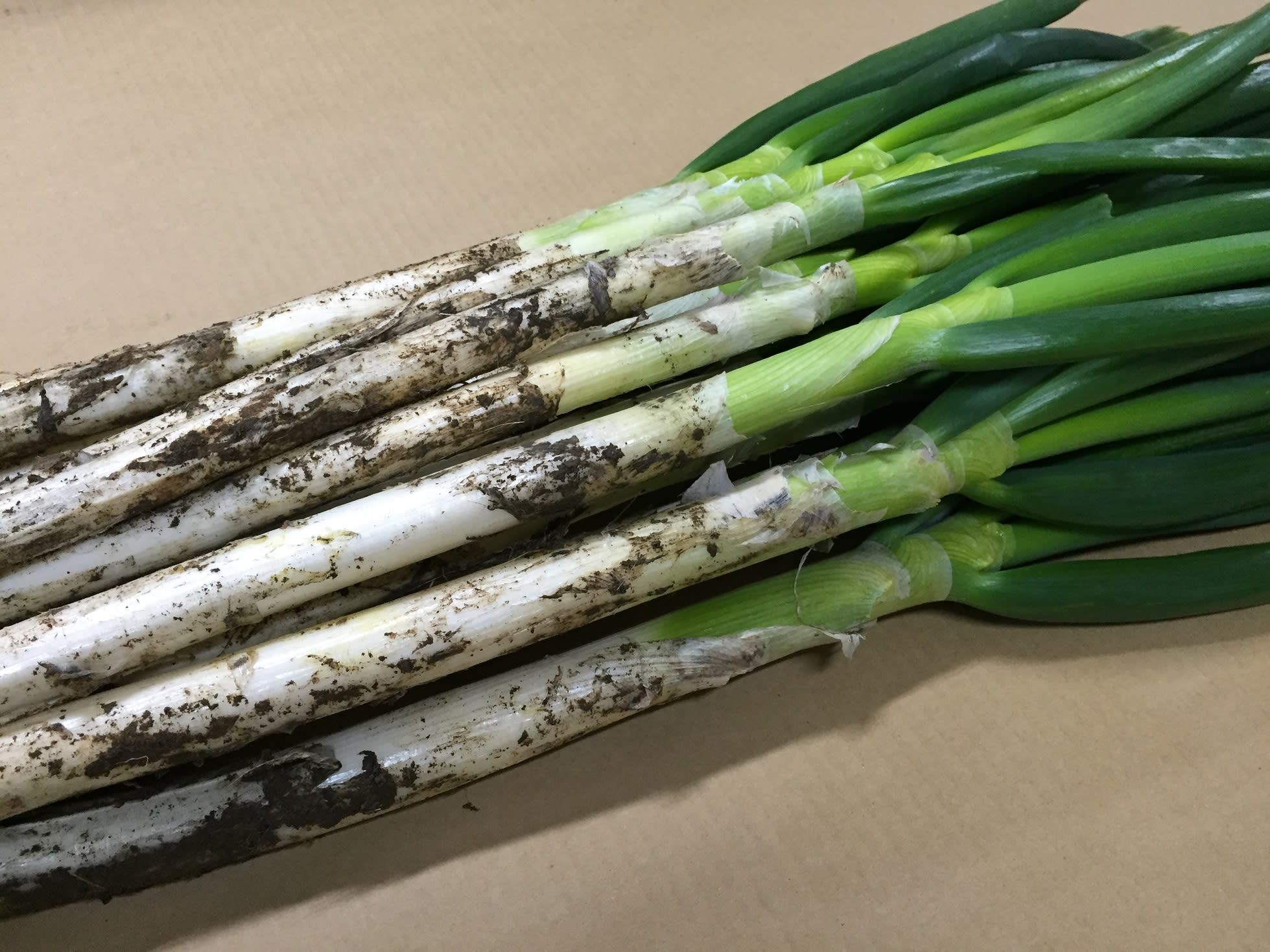 お試し】特別栽培 採れたて瑞々しい長ねぎ 2kg｜ねぎの商品詳細