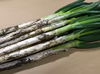 特別栽培 採れたて瑞々しい長ねぎ 