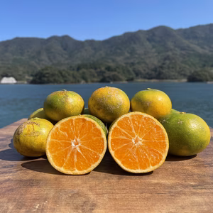環境を守る！栽培期間中、農薬不使用 熊本の極早生みかん 【 肥のあかり】