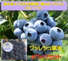 ブルーベリー新鮮果実：ノーザン系　4パック詰め（125gｘ4）