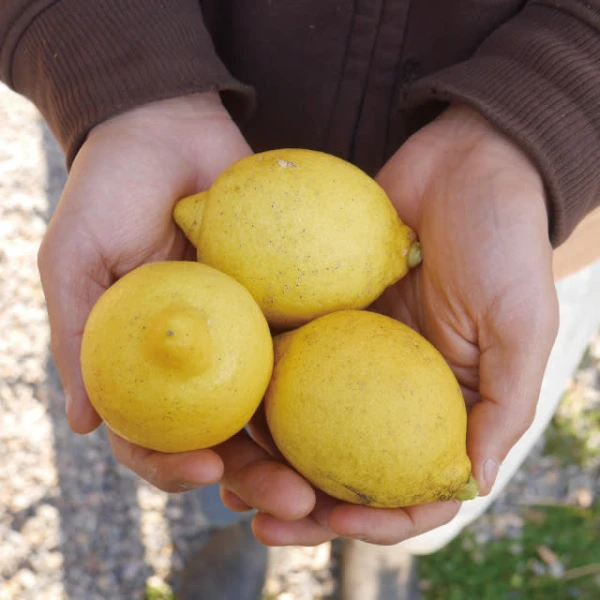 自然の中でのびのび育った山レモン1kg/ノーワックス、農薬:栽培期間中不使用