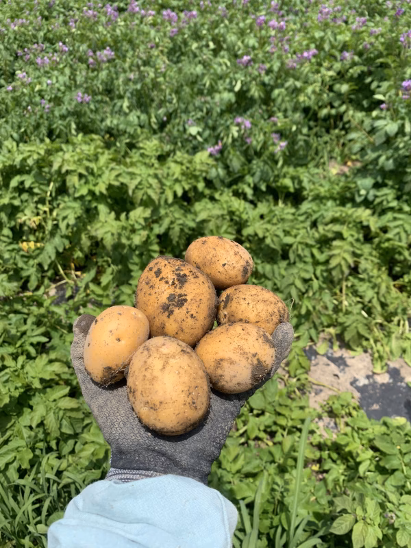 タビノカミサマ専用　野菜詰め合わせ