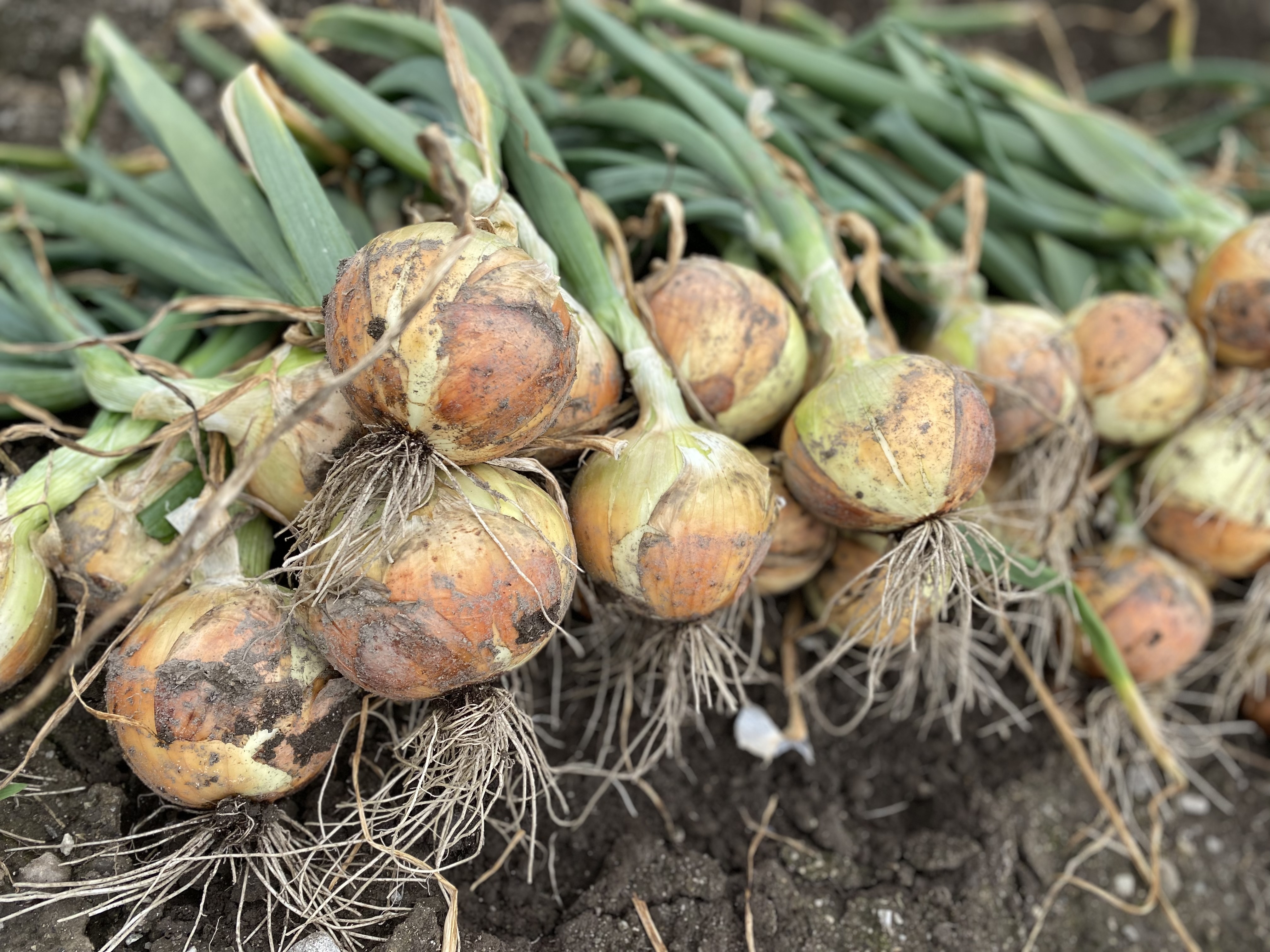 ターザンの産直通販・お取り寄せ商品｜ポケットマルシェ｜産地直送で旬