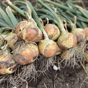 産地直送❗️淡路島玉ねぎ❗️