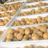 新ジャガ！糖度高く濃厚風味 幻の『インカのめざめ』