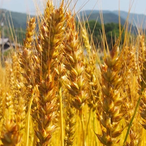 自然豊かな場所で育った恵みの小麦