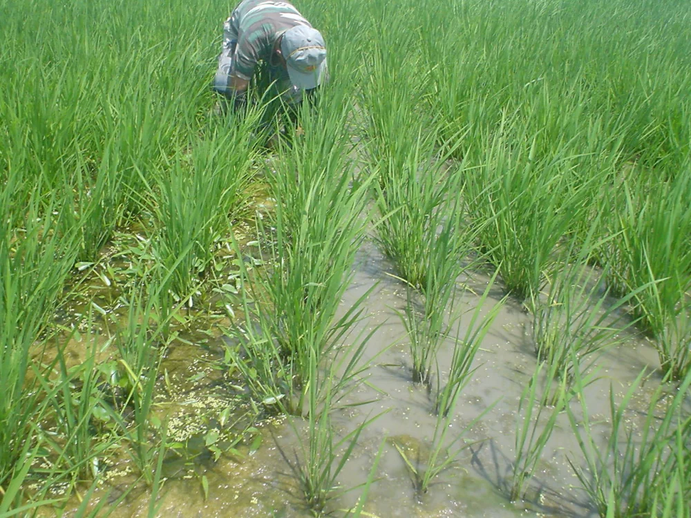 R3年産ゆきの精玄米、除草剤・肥料不使用こだわりの米