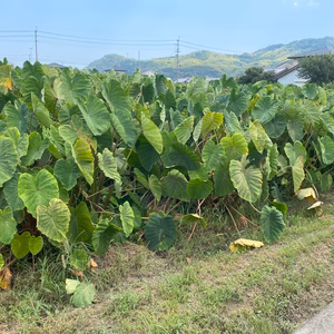 ☆ほくほく食感が魅力！赤芽里芋（セレベス）2Kg（子芋1.5kg、親芋0.5kg